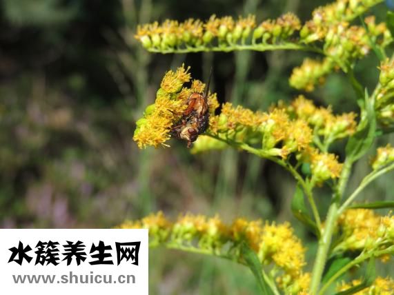 得了陰道炎怎么辦