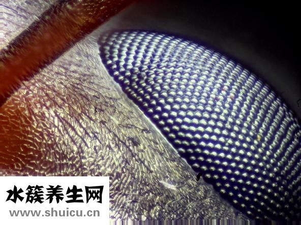 怎么樣去黑眼圈