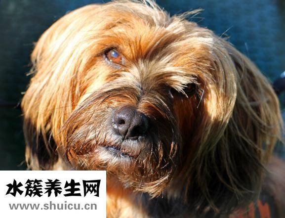 鼻頭肥大怎么辦