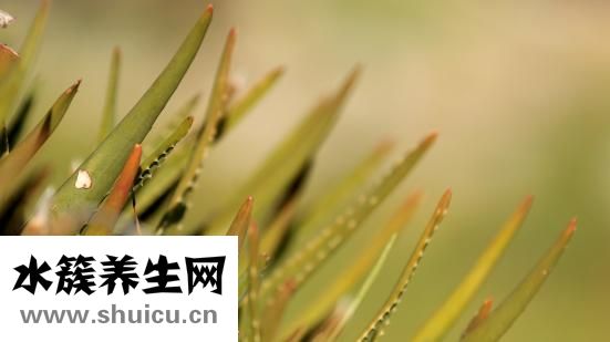 怎么樣可以祛斑