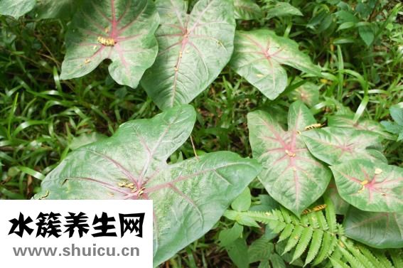 怎么樣可以祛斑