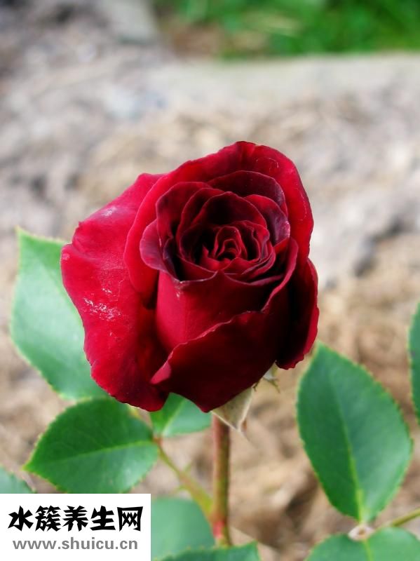 一朵玫瑰花代表什么