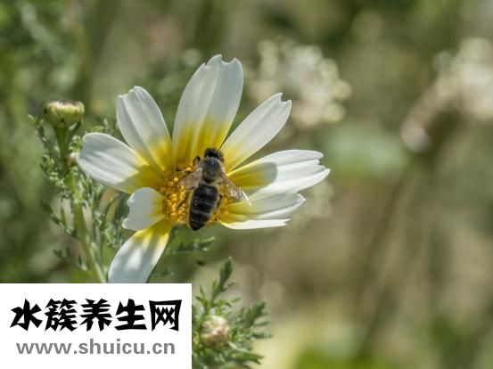 咳嗽吃什么消炎藥