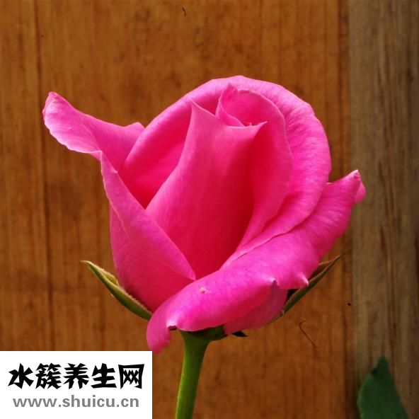 一朵玫瑰花代表什么