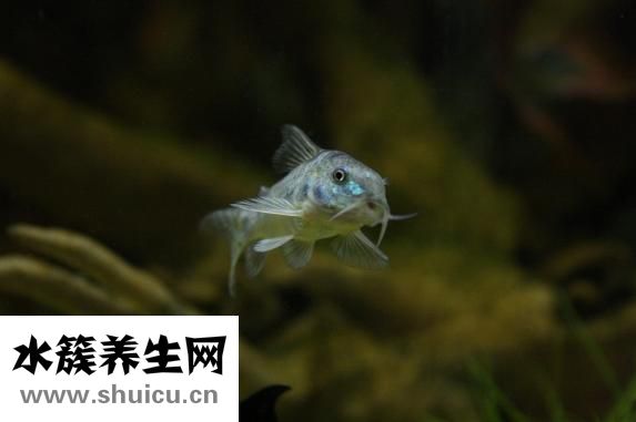 鯰魚吃什么