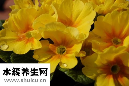 九星連珠多少年一次