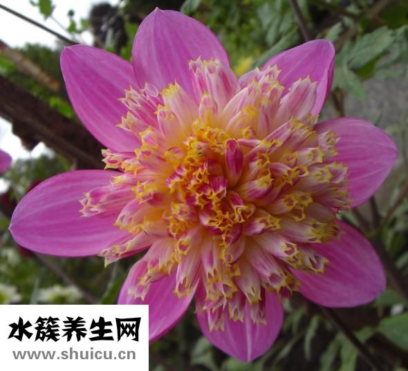 九星連珠多少年一次