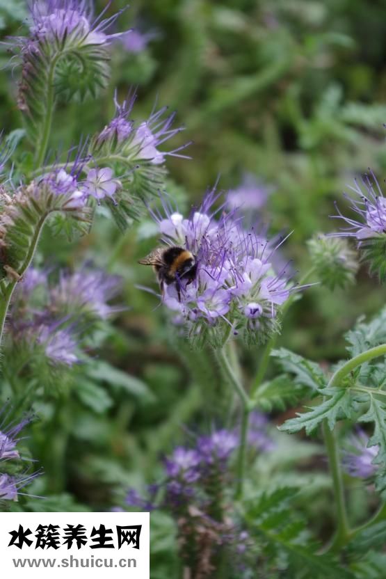 冬蟲夏草怎么食用