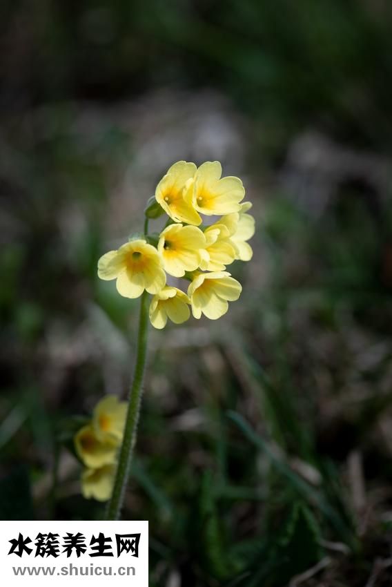 九星連珠多少年一次