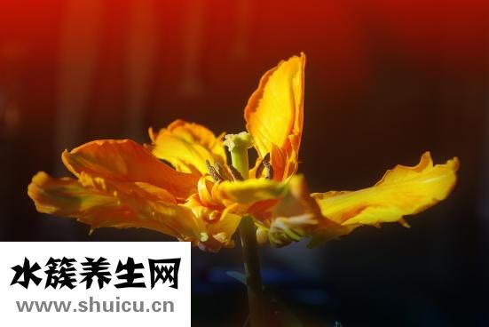 五行缺水怎么辦