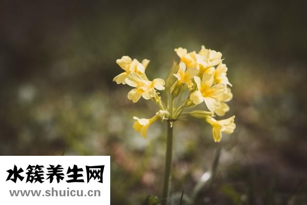 九星連珠多少年一次