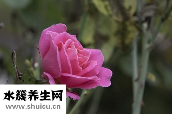 一朵玫瑰花代表什么