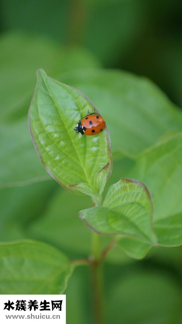 瓢蟲吃什么
