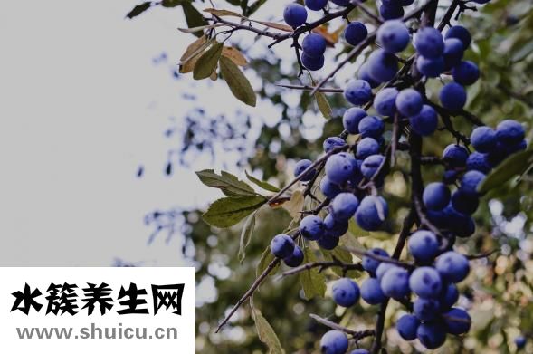 泰國斗魚怎么養