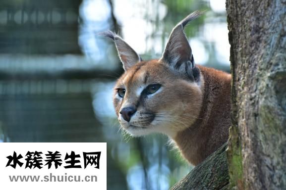 鼻子黑頭怎么辦