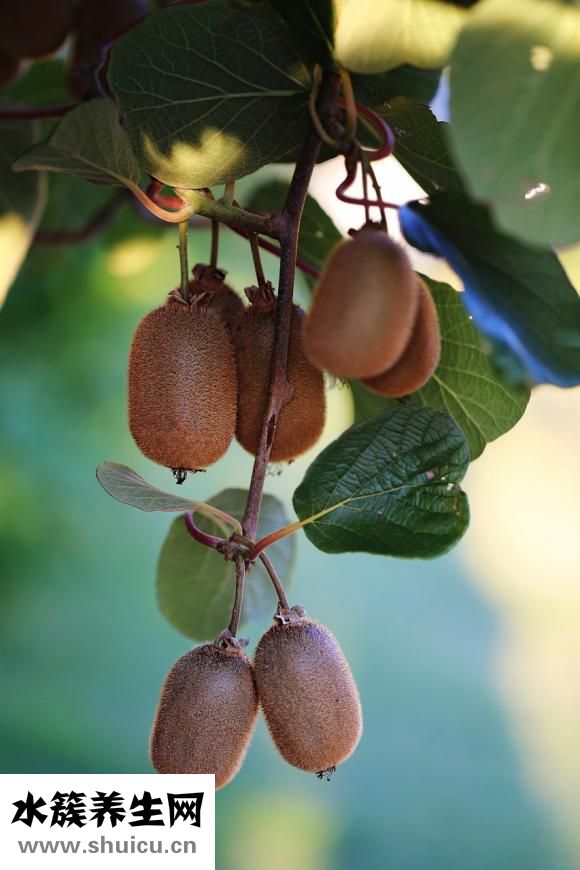 白癜風吃什么藥