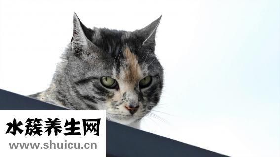 鼻子黑頭怎么辦