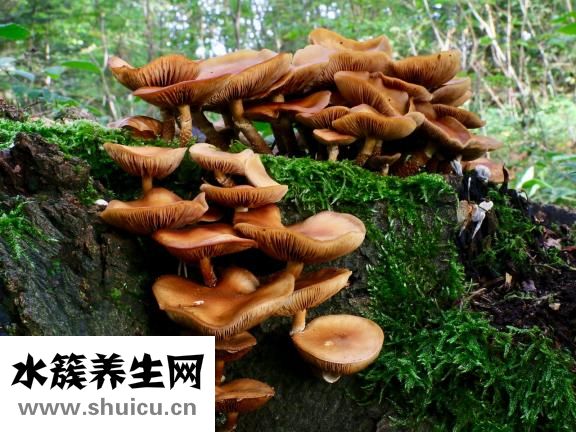 真菌感染用什么藥