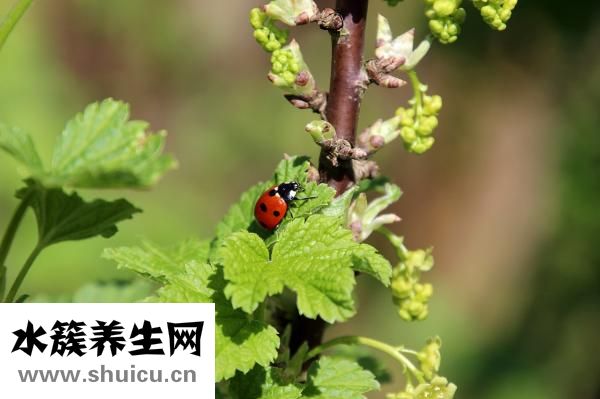 為什么大便不成形