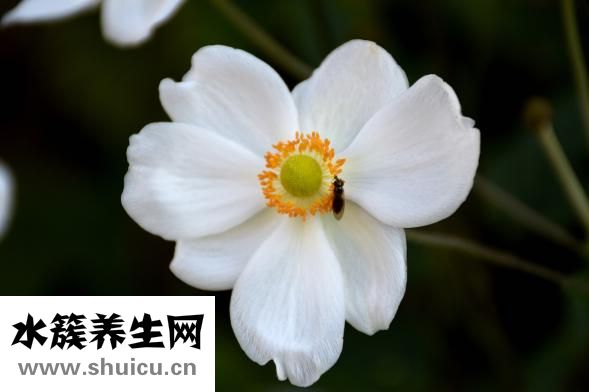 蚊蟲叮咬用什么藥