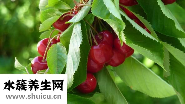 櫻桃什么時候成熟