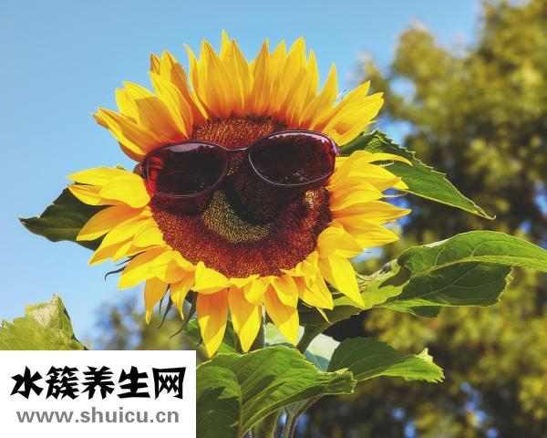 紫外線過敏用什么藥