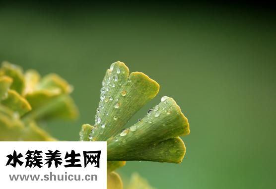 什么減肥效果好