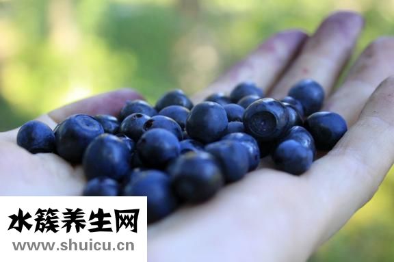 泰國斗魚怎么養