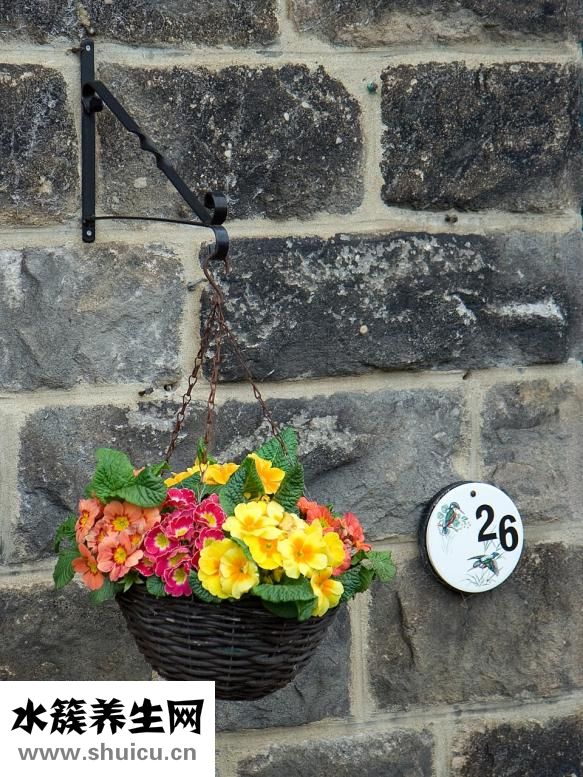 喬遷之喜送什么花