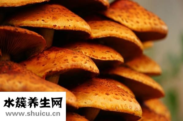 什么是垃圾食品