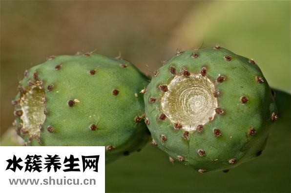 仙人球怎么澆水