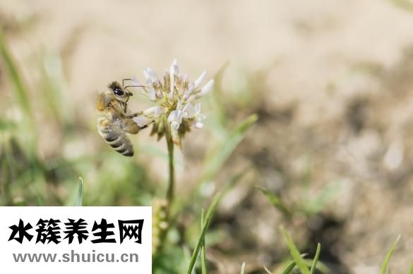 冬蟲夏草如何吃