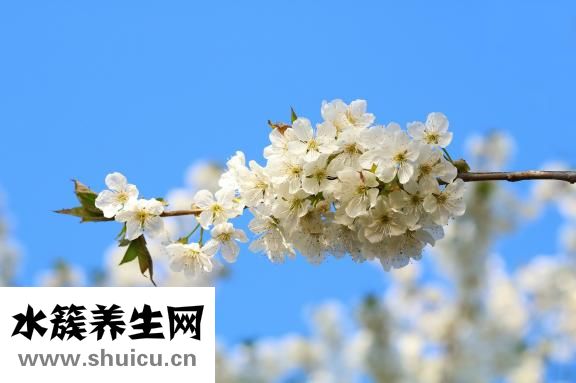 冬天的花有哪些