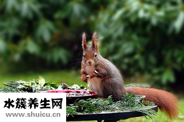 冬天有什么花開