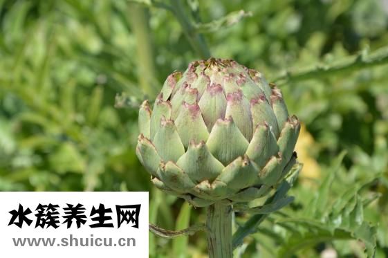 免疫力低下吃什么