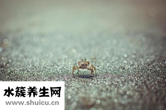 大閘蟹怎么清洗