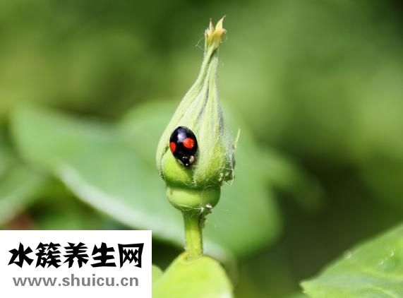 癲癇不能吃什么