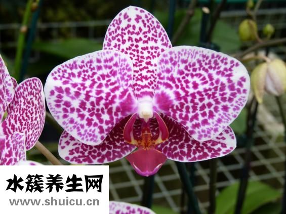 什么是竇性心律不齊