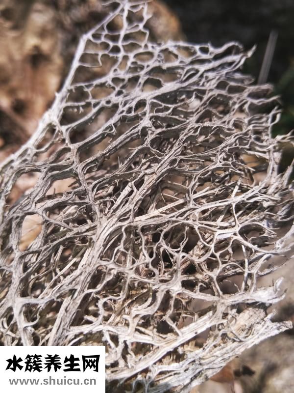 仙人球怎么澆水