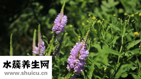 補(bǔ)腦的食物有哪些