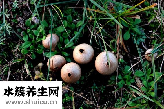 拉肚子吃什么藥好