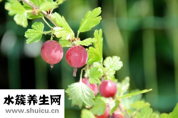 怎么快速去除皺紋