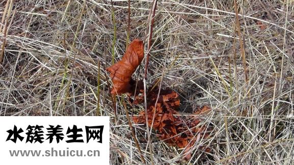 冬蟲夏草如何吃