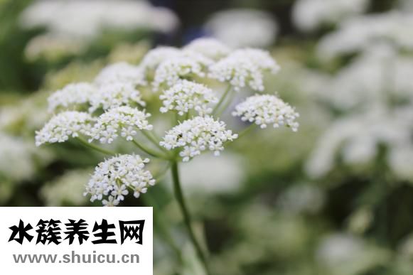 切辣椒辣手怎么辦