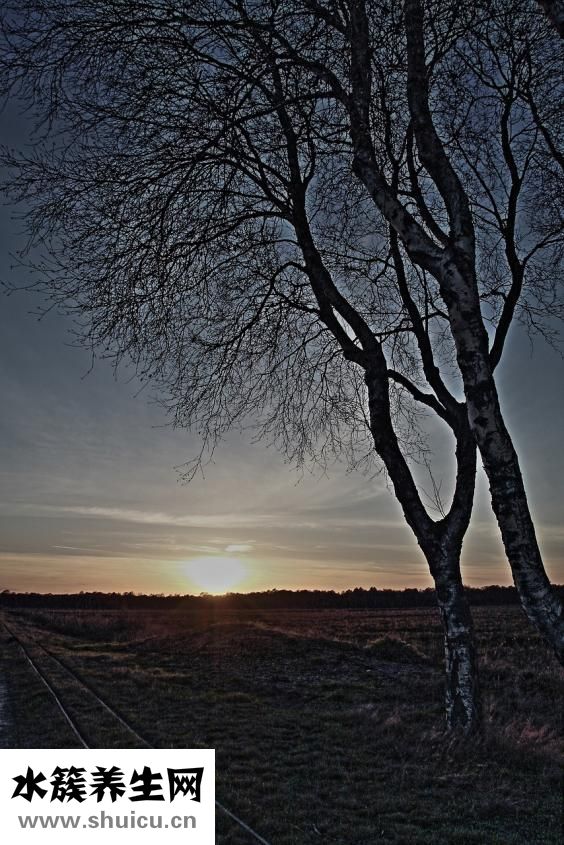 雙眼皮膠水怎么用