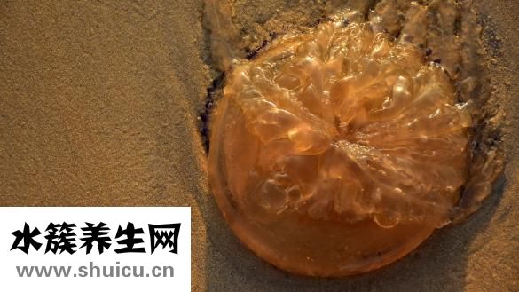 吃什么止咳化痰