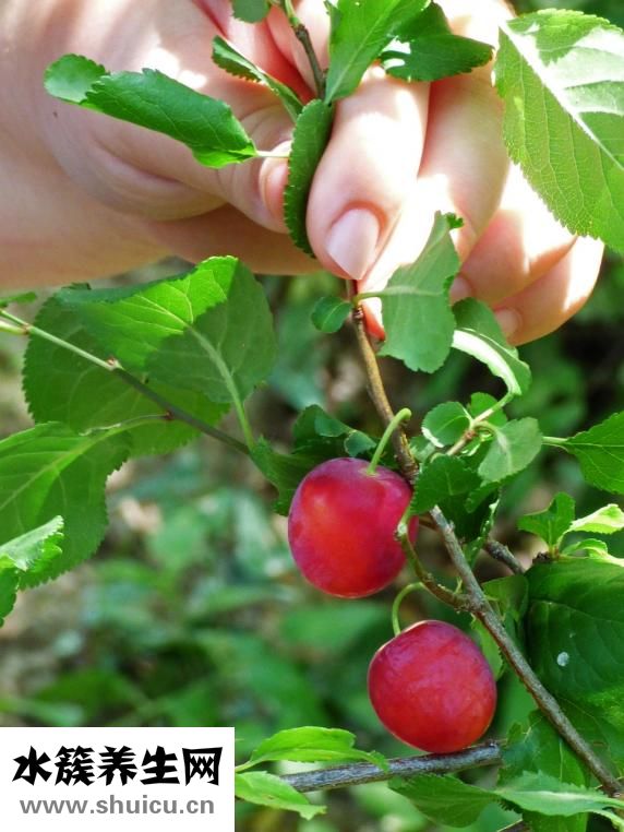 如何評價李鴻章