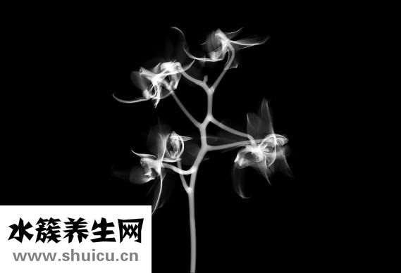 張飛的媽媽姓什么