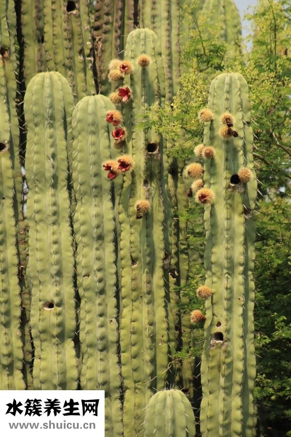 臉上有痤瘡怎么辦