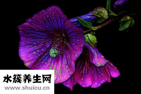 葛根粉有什么功效